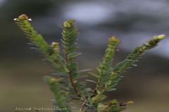 Phyllanthus gardnerianus